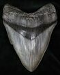 South Carolina Megalodon Tooth - Beastly #13061-1